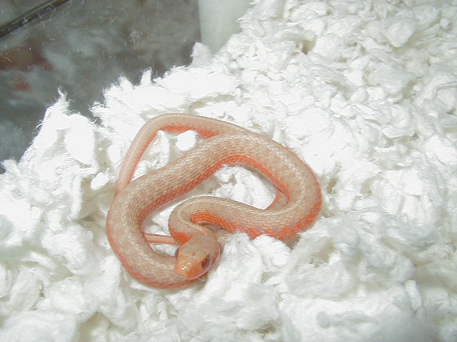 Eastern flame/albino cross @ 57 days old