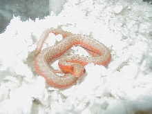Eastern flame/albino cross @ 57 days old 2