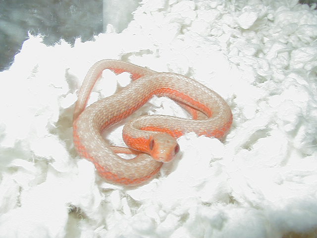 Eastern flame/albino cross @ 57 days old 2