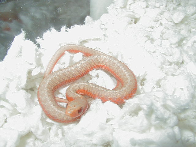Eastern flame/albino cross @ 57 days old 3