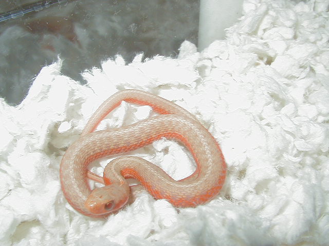 Eastern flame/albino cross @ 57 days old 4