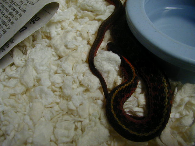 Eastern flame het Mohr anery 2 cb 08 05 03 2010