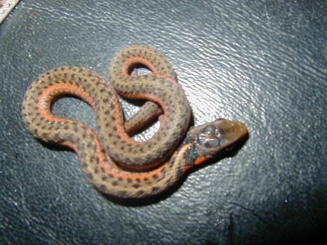 Eastern flame from Erythristic flame female x Erythristic albino male CB 05