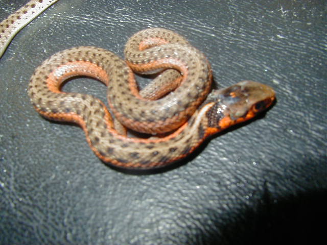 Eastern flame from Erythristic flame female x Erythristic albino male 2 CB
