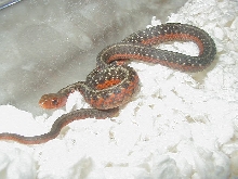 Flame eastern