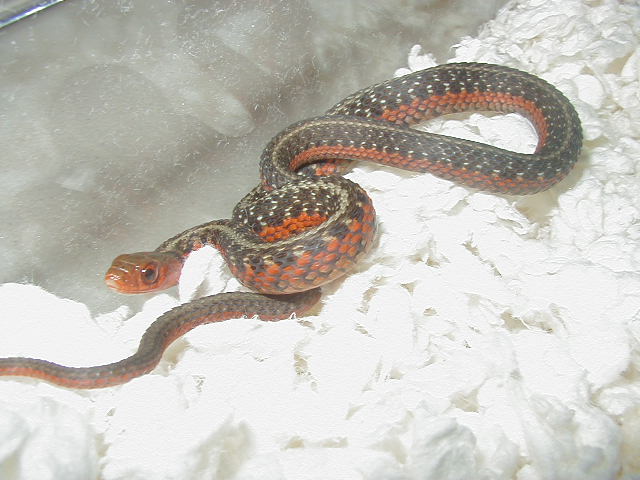 Flame eastern