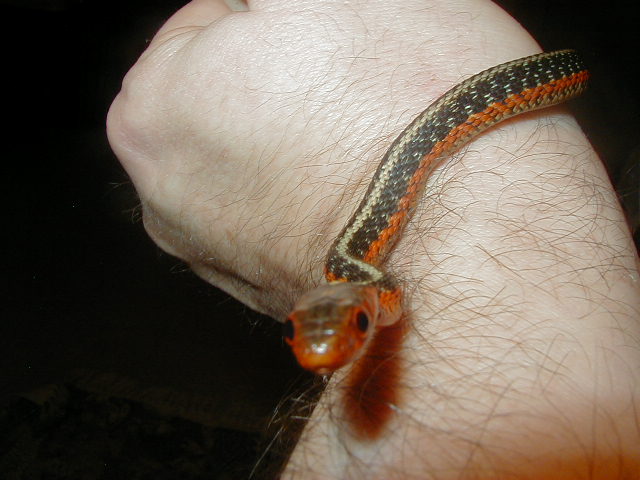 Flame eastern