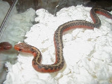 Flame eastern