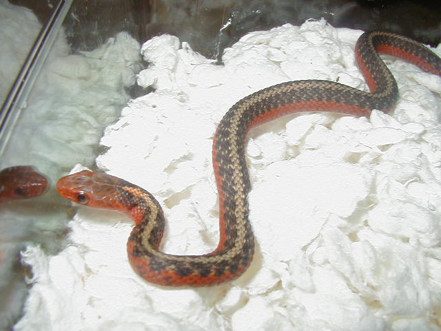 Flame eastern