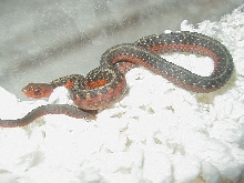 Flame eastern