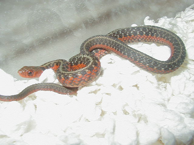 Flame eastern