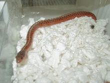 Eastern flame poss hypo 2 cb 09 10 04 2009