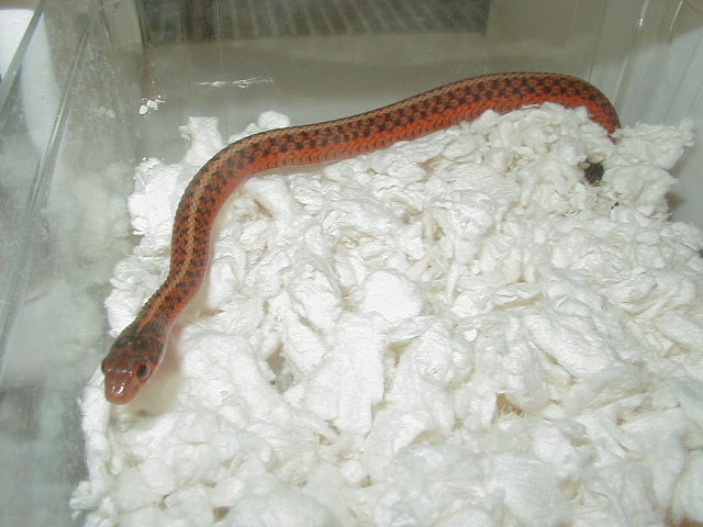 Eastern flame poss hypo 2 cb 09 10 04 2009