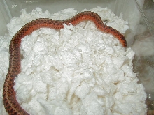 Eastern flame poss hypo cb 09 10 04 2009