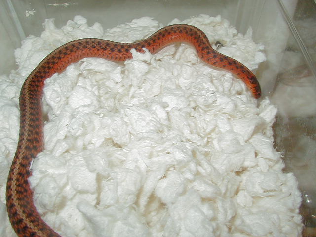 Eastern flame poss hypo cb 09 10 04 2009
