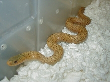 Eastern golden garter adult female