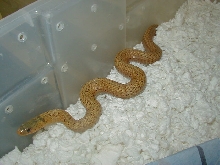 Eastern golden garter 2 adult female