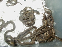 Eastern golden garter babies 2 born 8122010
