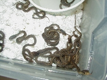 Eastern golden garter babies born 8122010