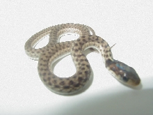 Granite eastern garter CB 2007