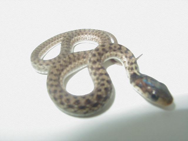 Granite eastern garter CB 2007