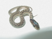Granite eastern garter CB 2007