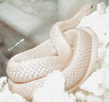 Eastern leucistic female
