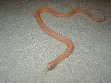 Leucistic flame