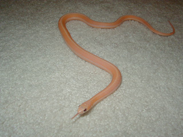 Leucistic flame