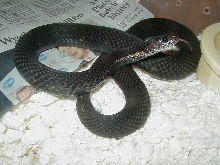 Eastern melanistic female 04 11 2009