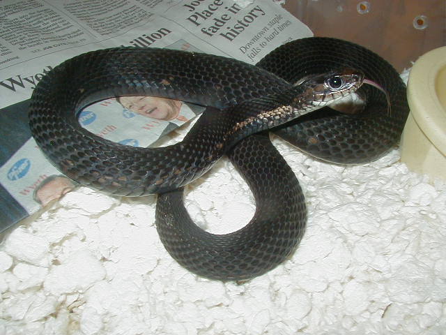 Eastern melanistic female 04 11 2009
