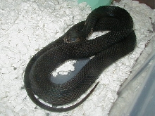 Eastern melanistic female x Schuett albino eastern and Melanistic 04 11
