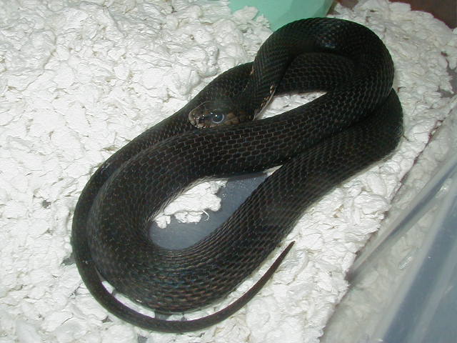 Eastern melanistic female x Schuett albino eastern and Melanistic 04 11