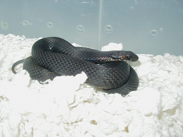Eastern melanistic female