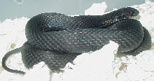 Eastern melanistic female