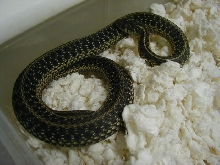 Eastern normal het Mohr anery 1cb 08 05 03 2010