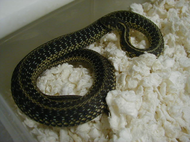 Eastern normal het Mohr anery 1cb 08 05 03 2010