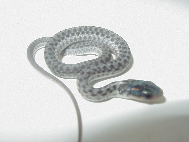 Silver eastern CB 2007