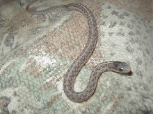 Silver eastern
