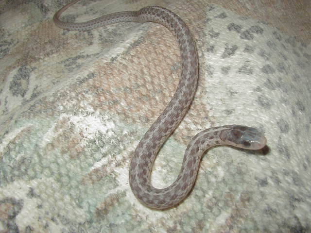 Silver eastern