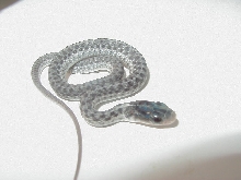 Silver eastern CB 2007