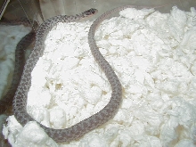 Silver eastern