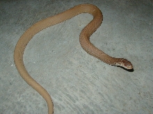 Eastern Snow Schuett adult female CB 2005