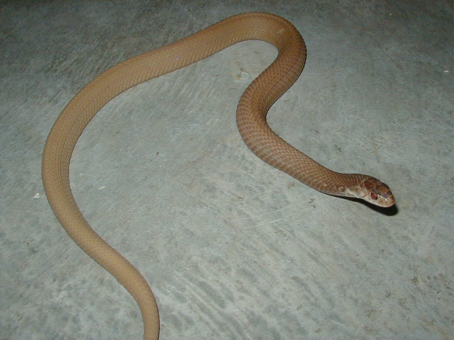 Eastern Snow Schuett adult female CB 2005