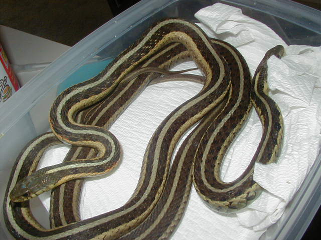 Eastern females proven Odd line