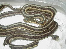 Eastern females proven Odd line