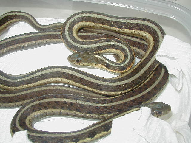 Eastern females proven Odd line