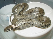European Grass snake