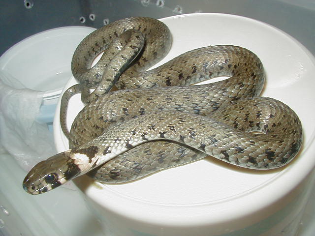 European Grass snake