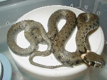 European Grass snake